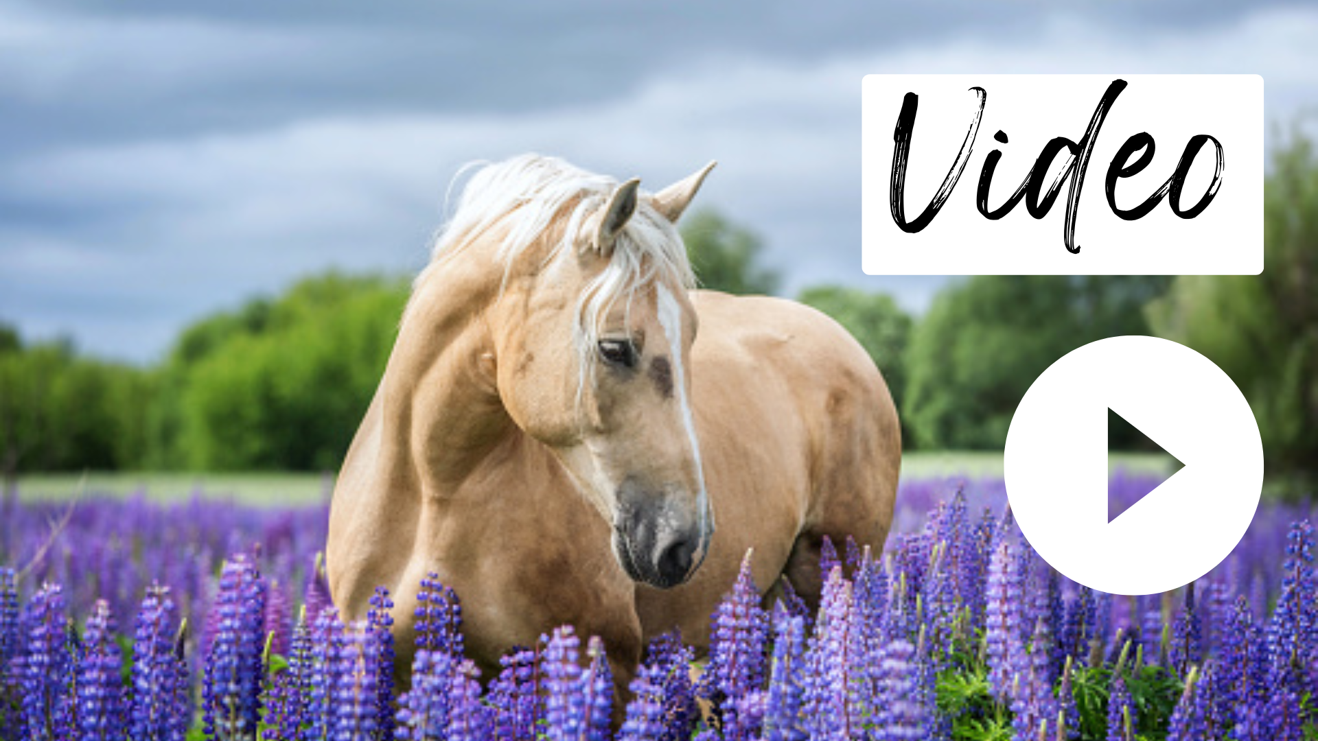 Button Video abspielen